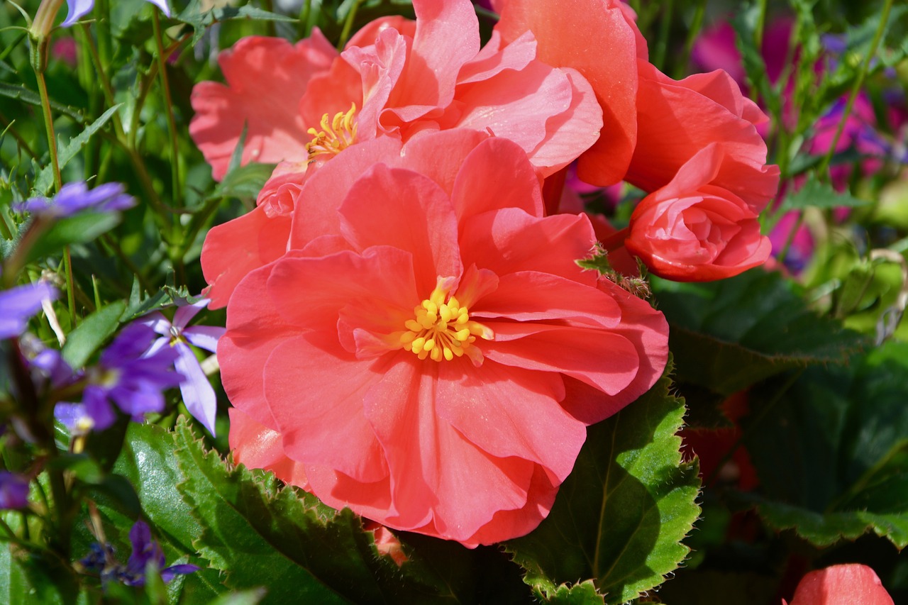 red flowers massif plant free photo