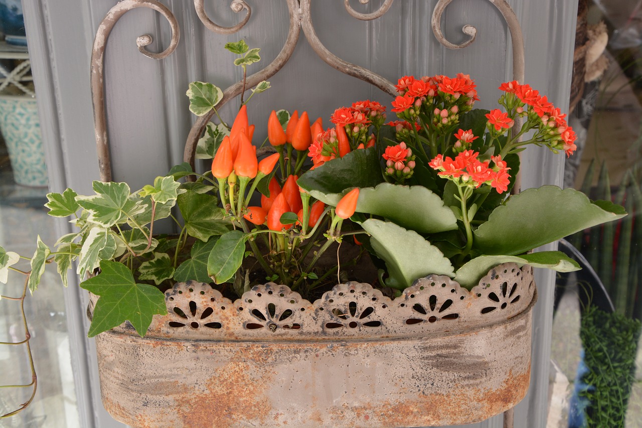 red flowers plant jardiniere free photo