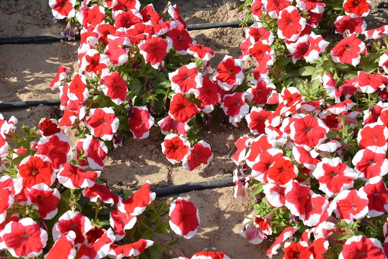 red flowers petunia summer free photo