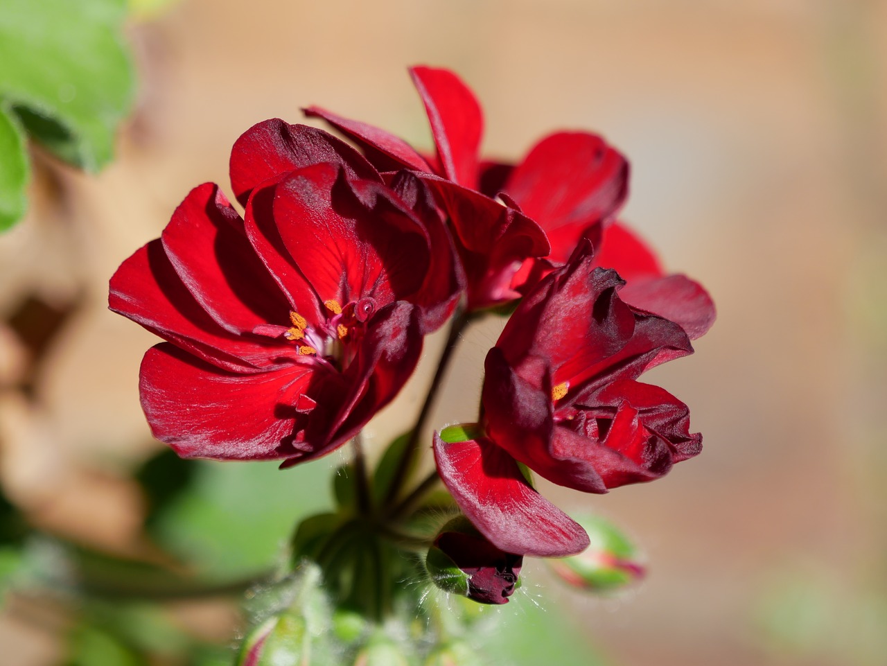 red flowers floral garden free photo