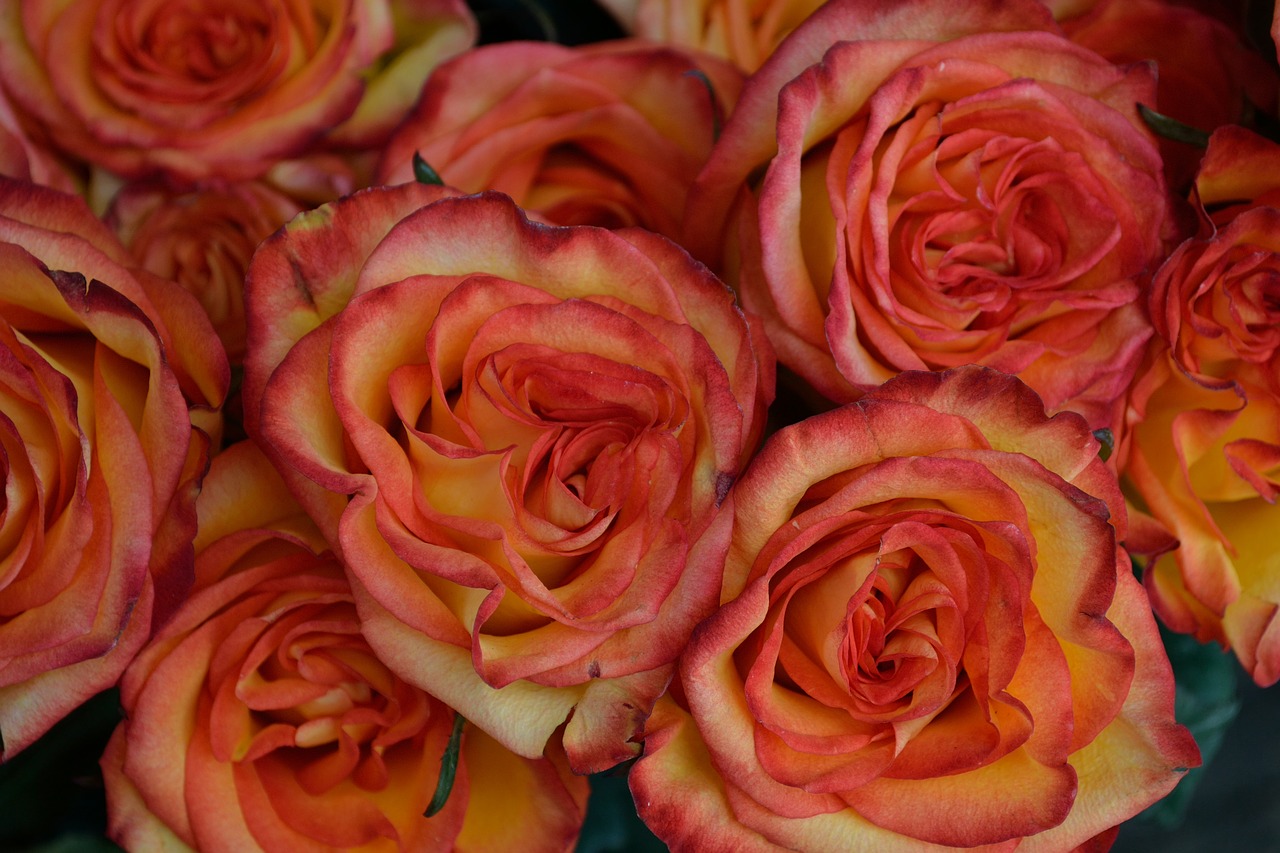 red flowers red orange flowers yellow free photo