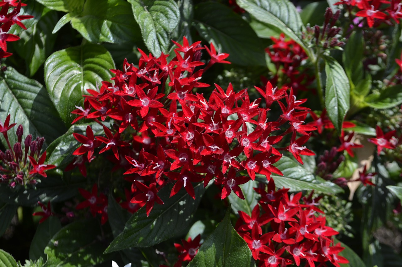 red flowers leaves botanical garden free photo