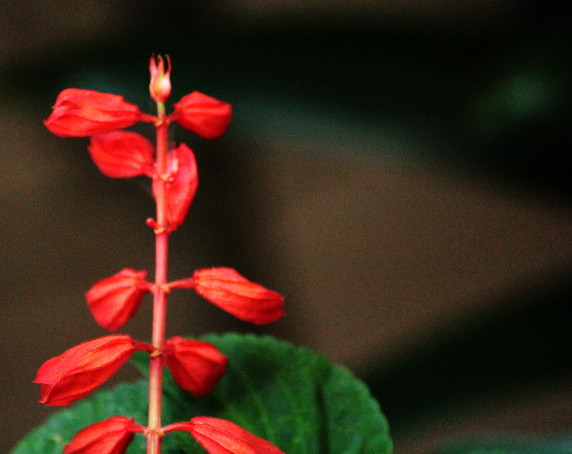 red flower stems trunks free photo