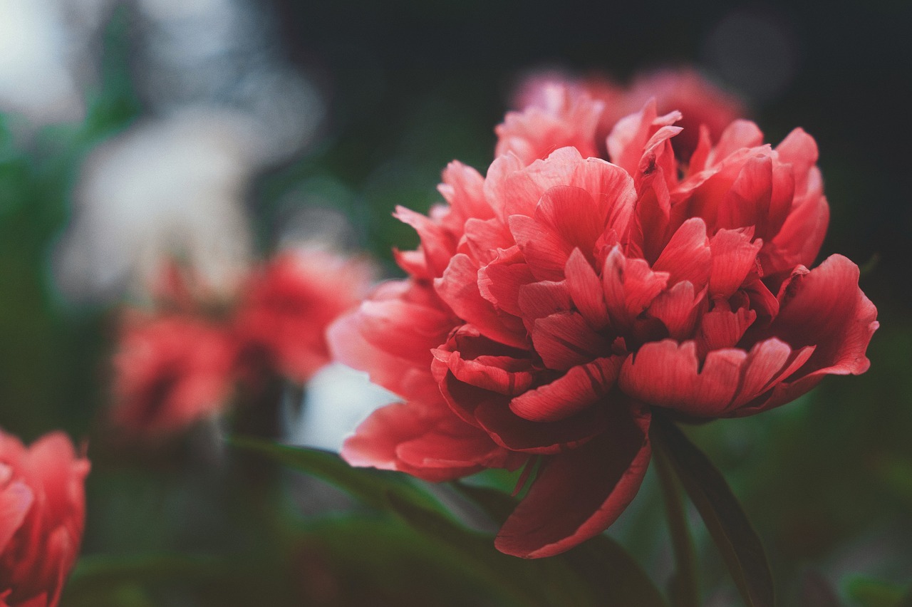 red flowers  plant  bloom free photo