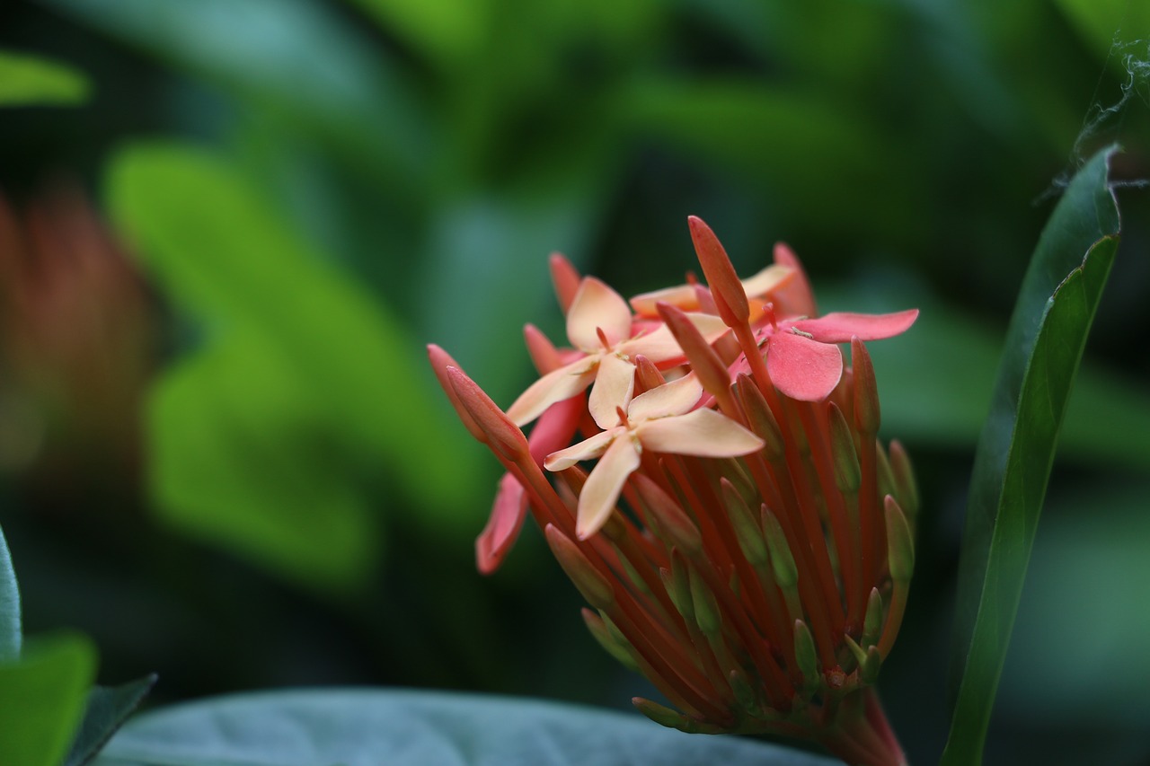 red flowers  flower  plant free photo