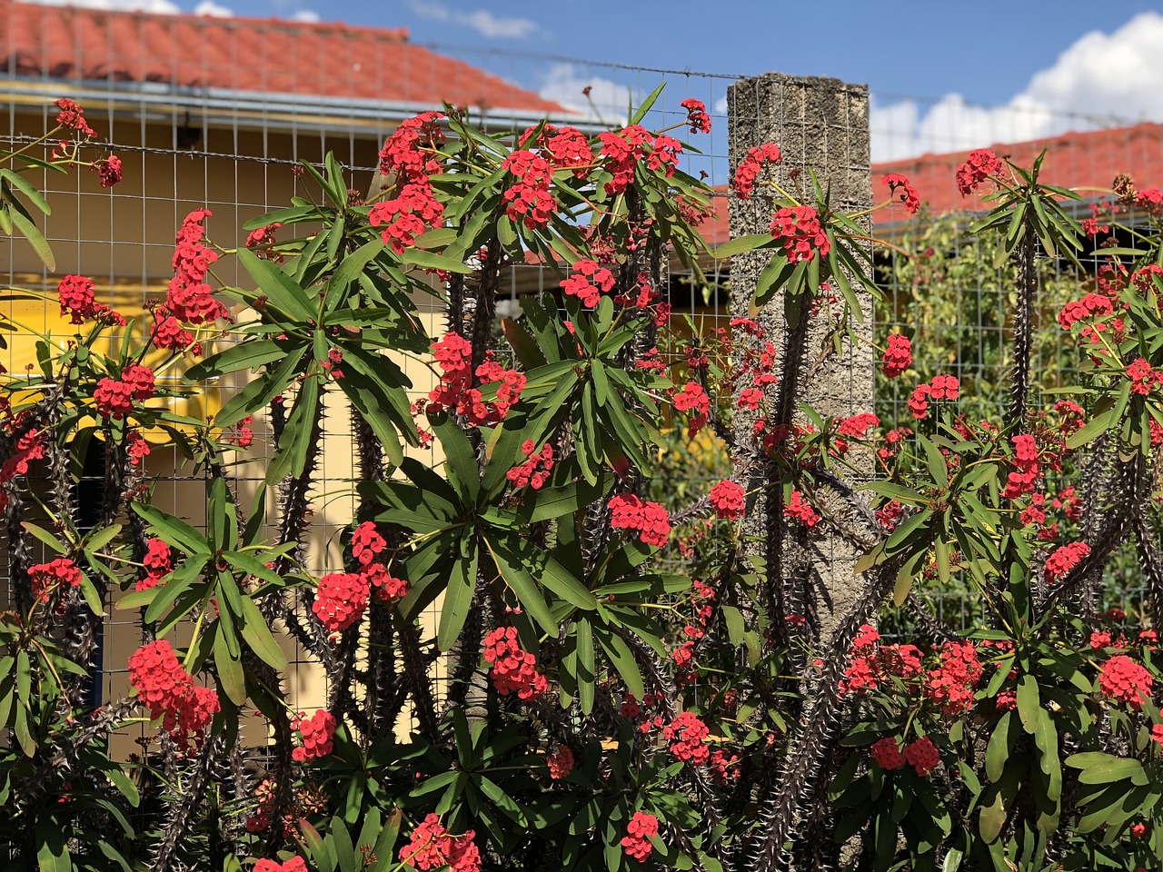 red flowers  brazil  flower free photo