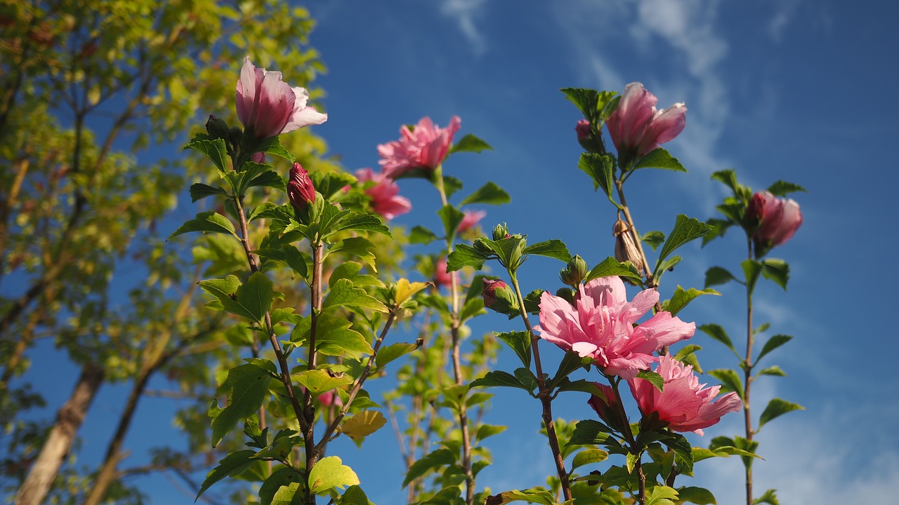 red flowers  blue sky  white cloud free photo