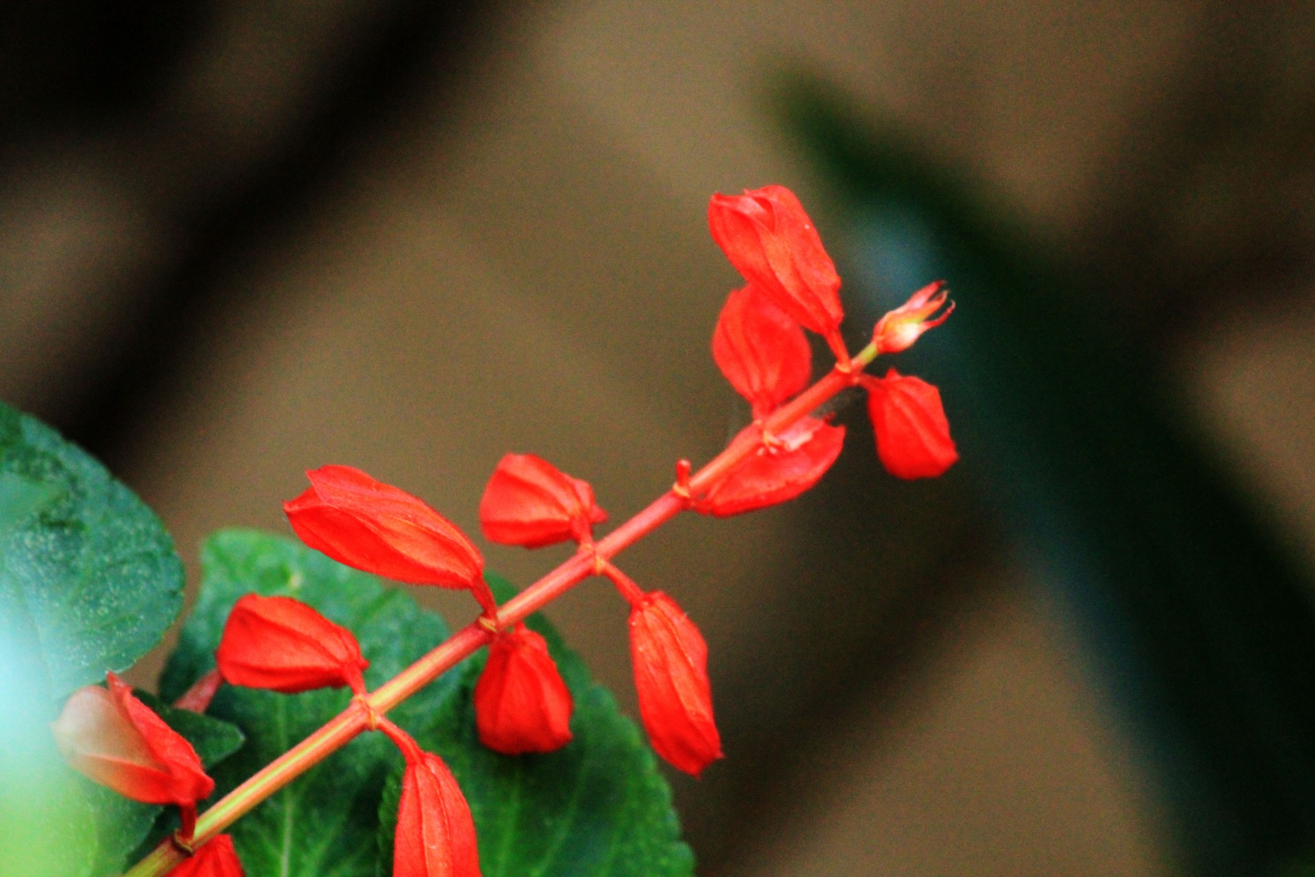 red flower stems trunks free photo