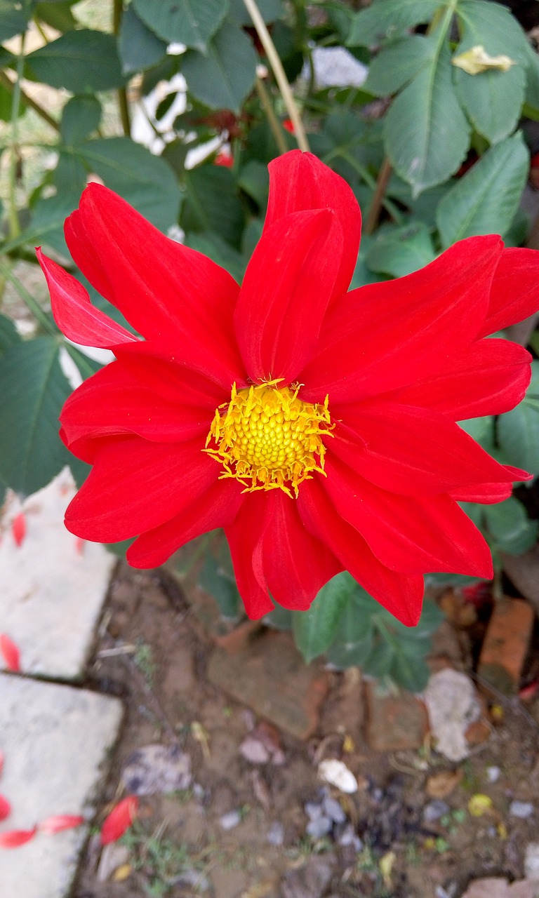 red flowers green leaf views free photo