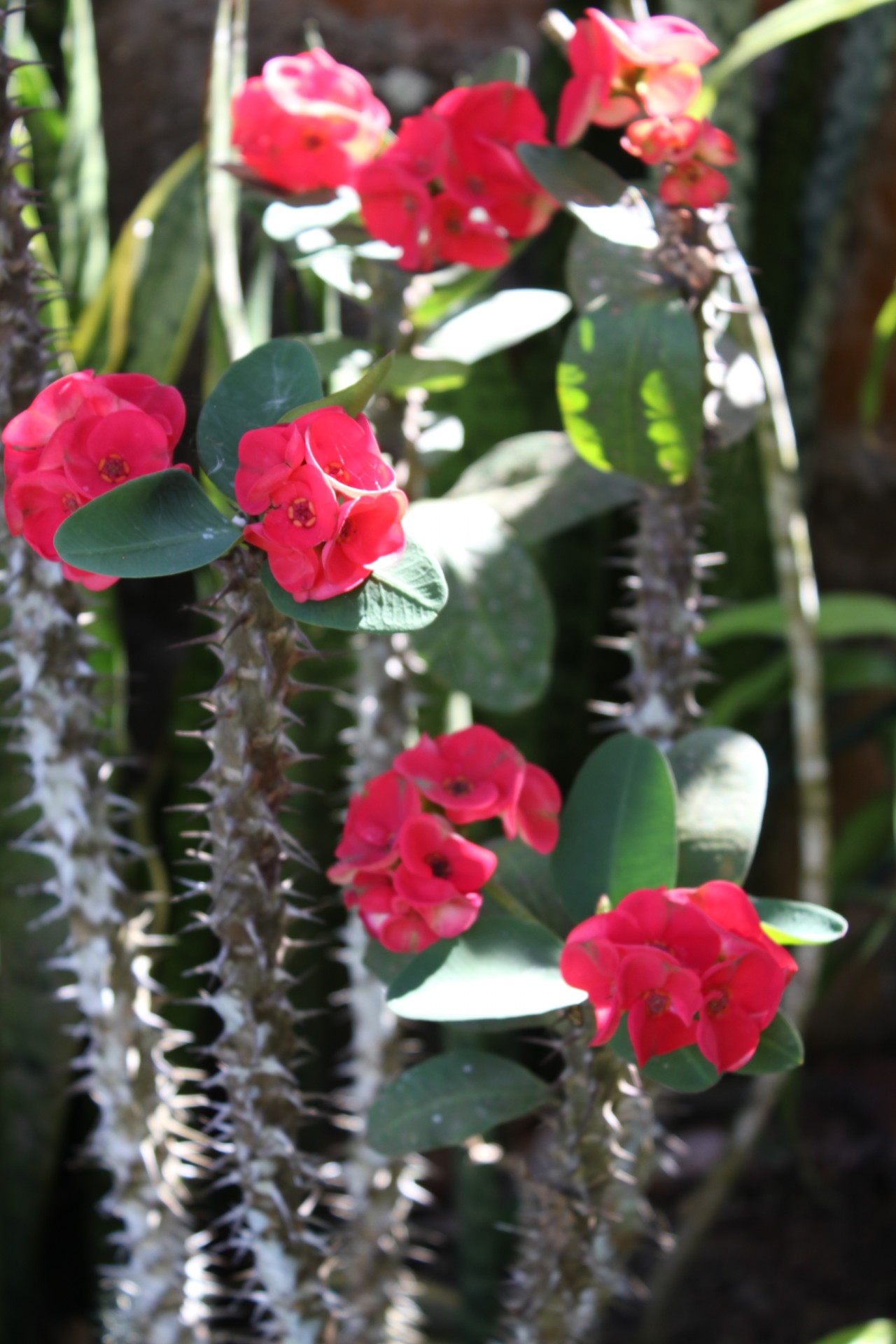 red flowers with thorns thorns spikes free photo