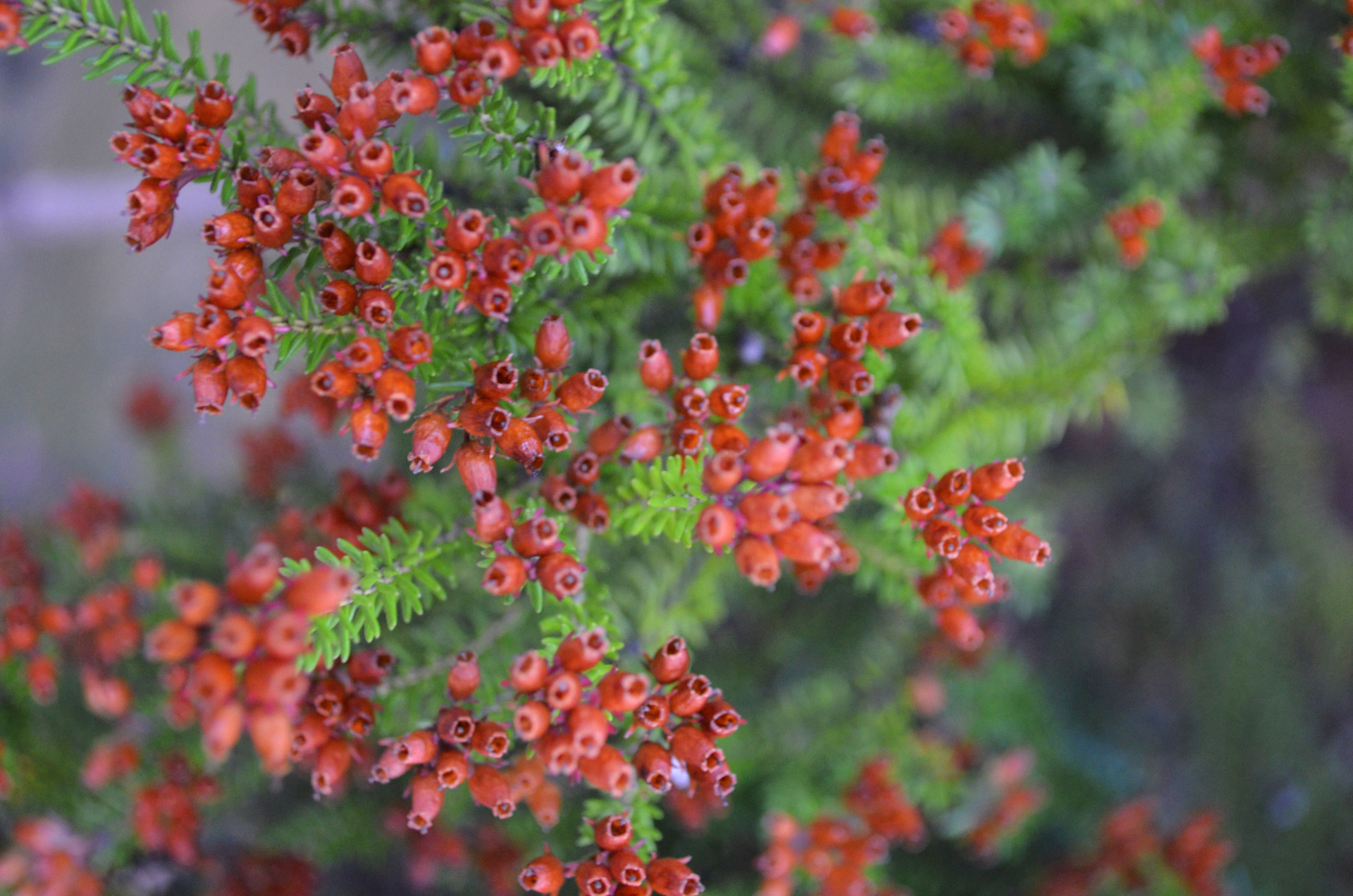 red flowers tree free photo