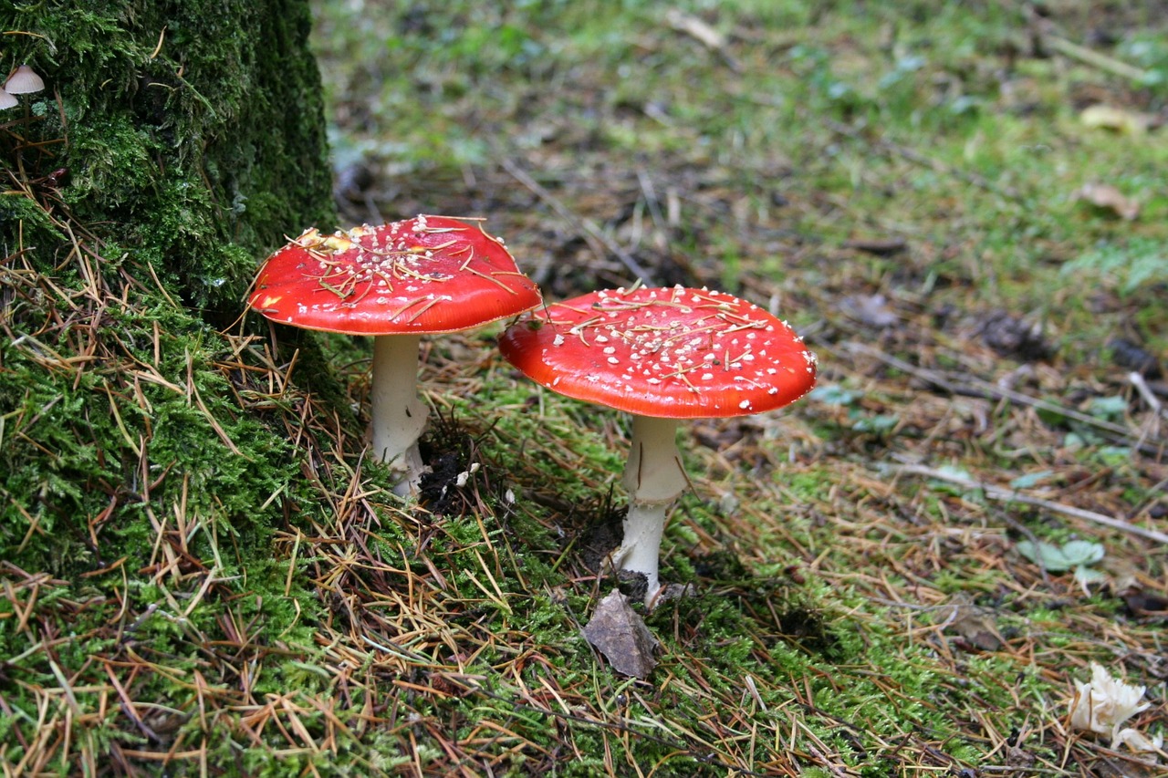 red fly agaric mushroom germany's most picturesque bathing free photo