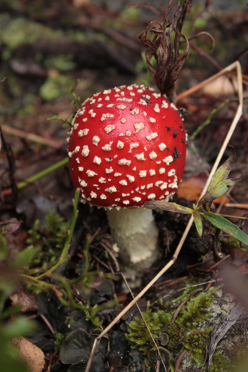 red fly agaric mushroom toxic free photo