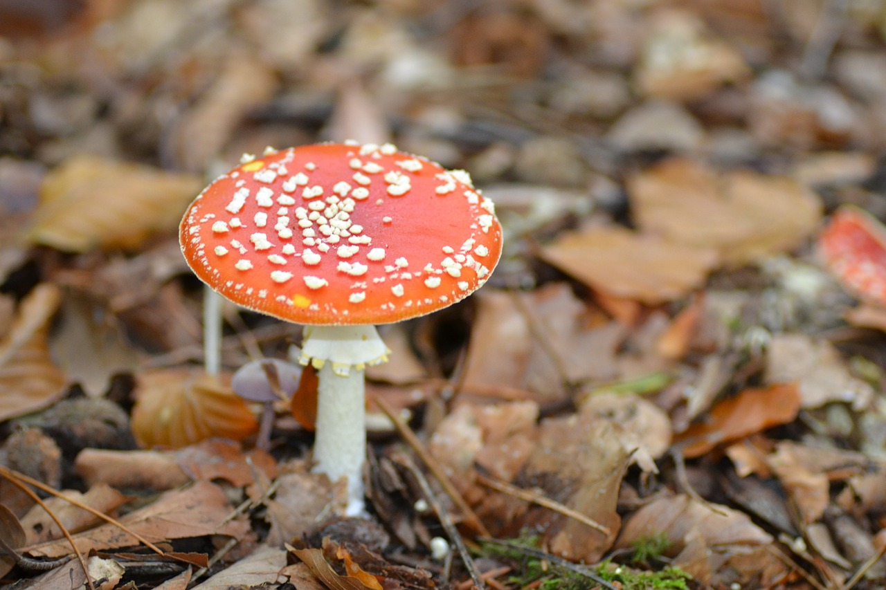 red fly agaric mushroom fly agaric free photo