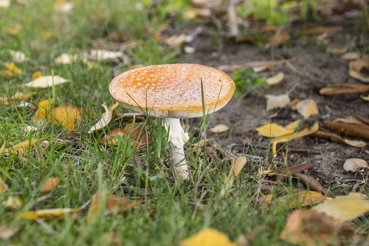 red fly agaric mushroom mushroom moss free photo