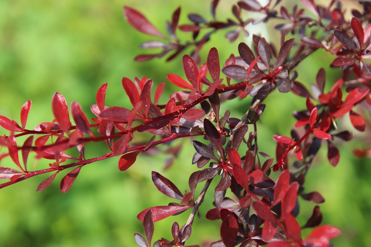 red foliage  red leaves  shrubs free photo