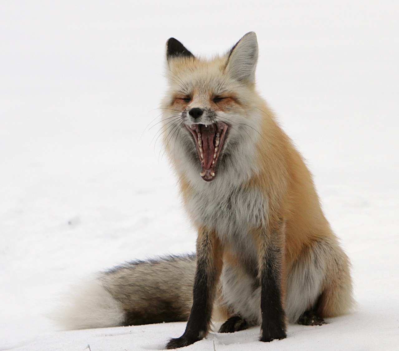 red fox wildlife snow free photo