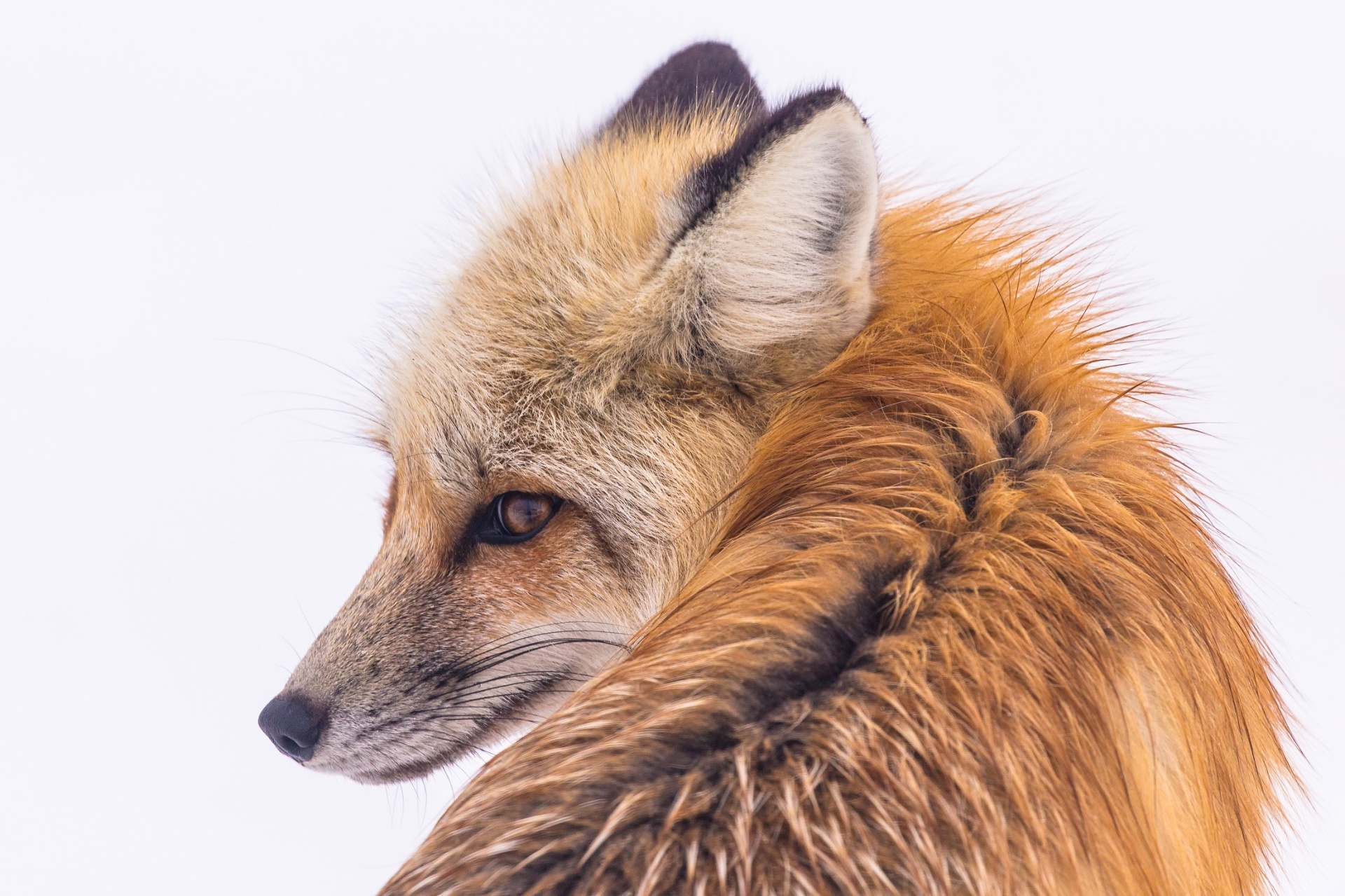 red fox portrait wildlife free photo