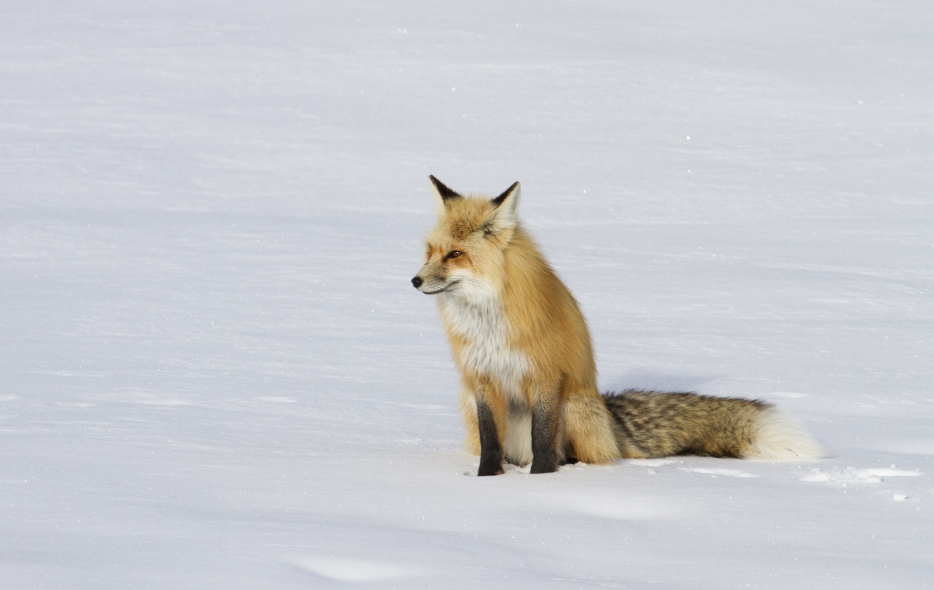 red fox wildlife nature free photo