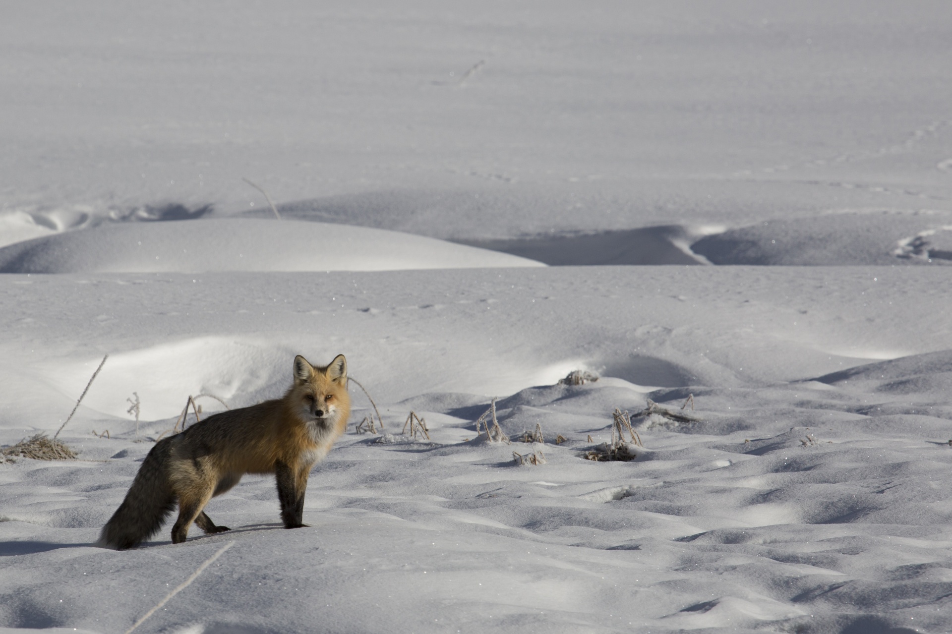 red fox snow winter free photo