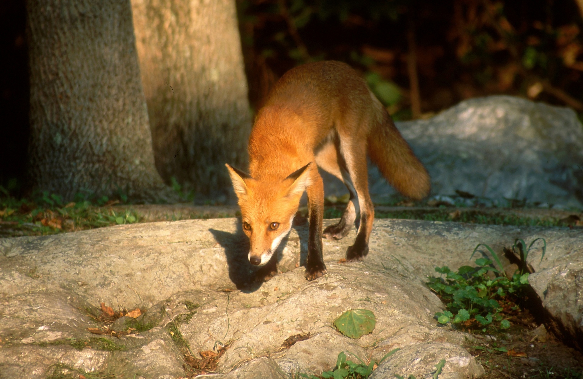 fox red portrait free photo