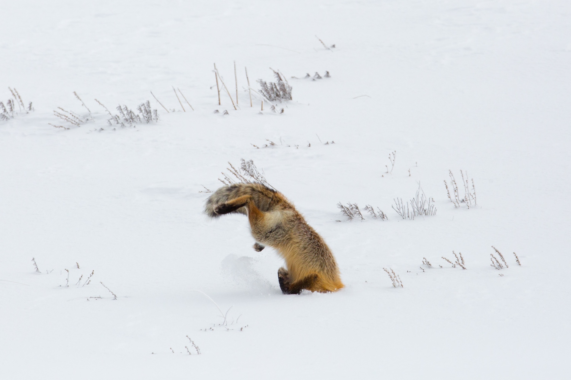 red fox wildlife free photo