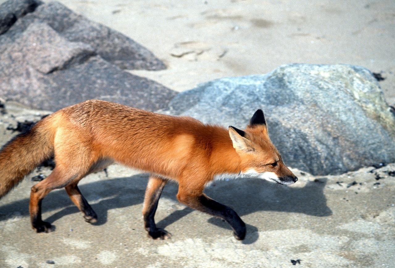 red fox wildlife nature free photo
