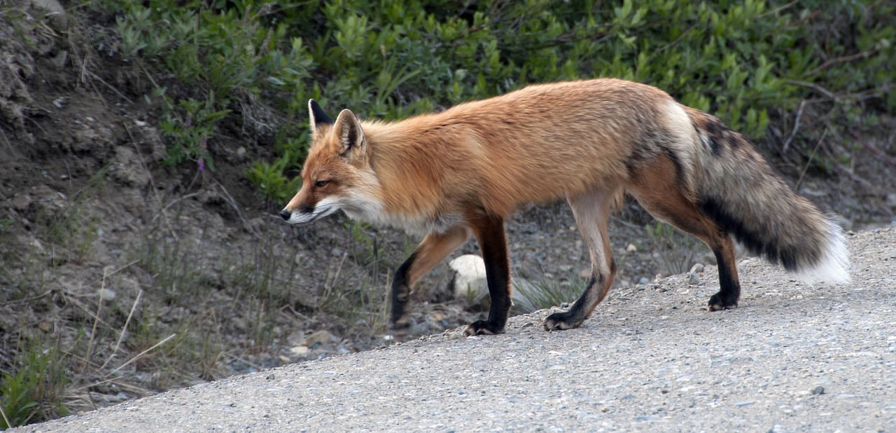 red fox wildlife nature free photo