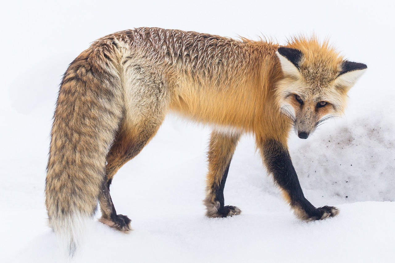 red fox wildlife snow free photo