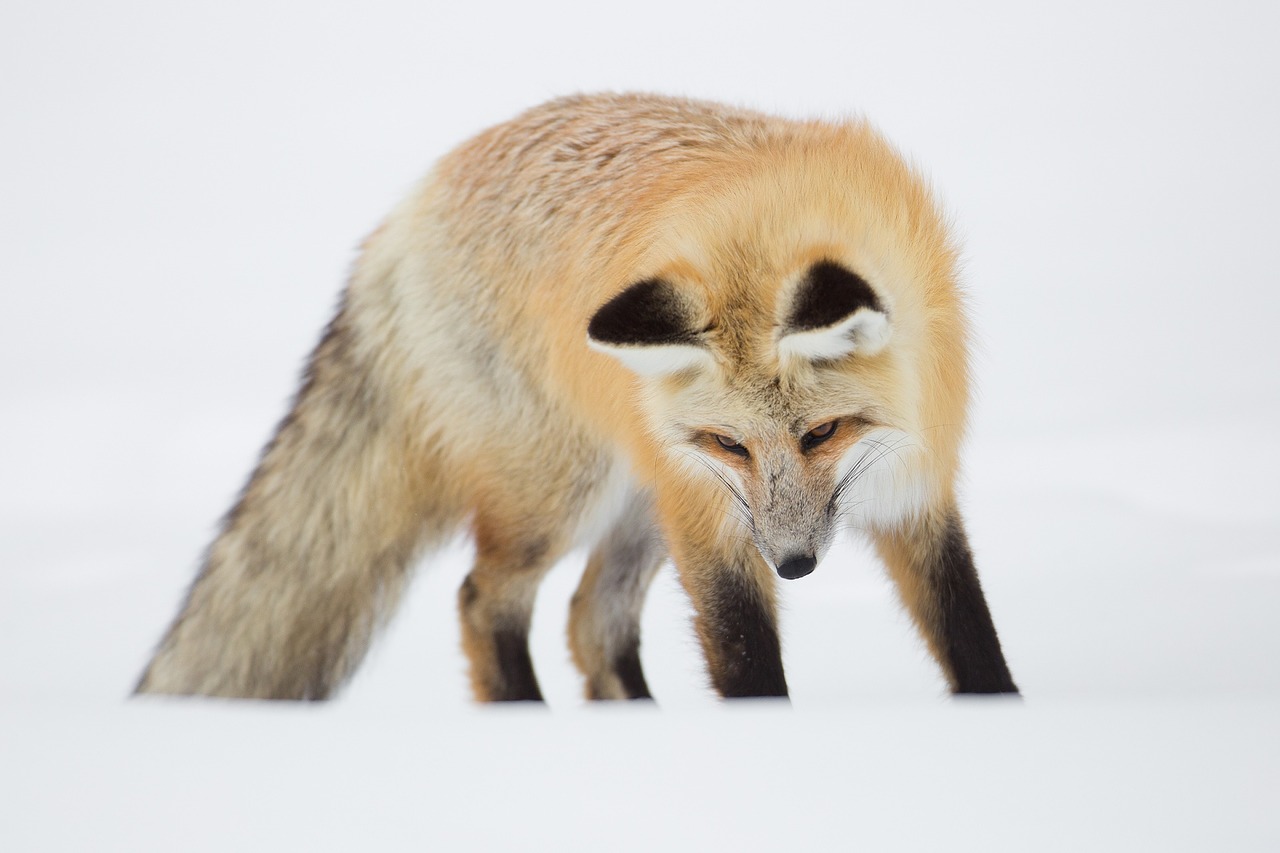red fox portrait wildlife free photo