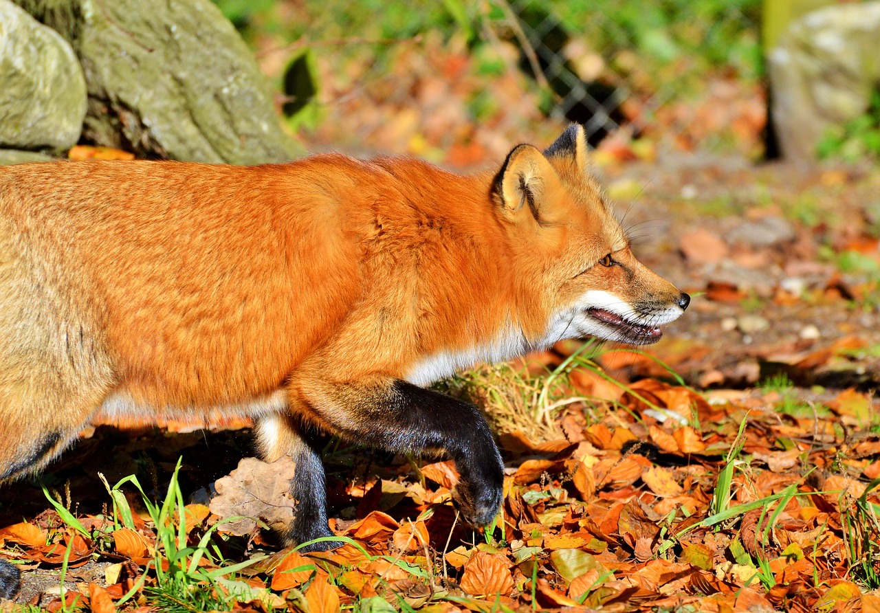 red fox  fuchs  wild animal free photo