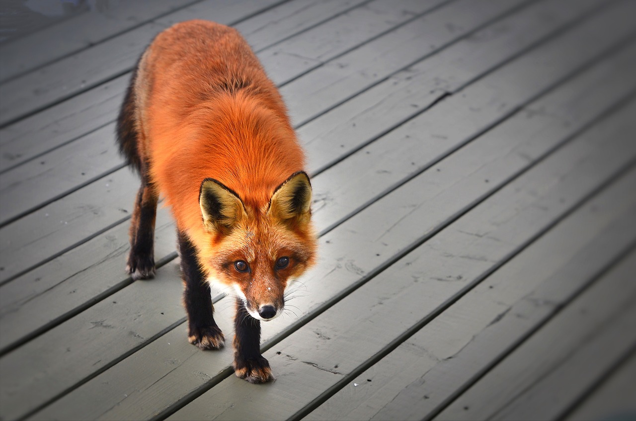 red fox wild animal nature free photo