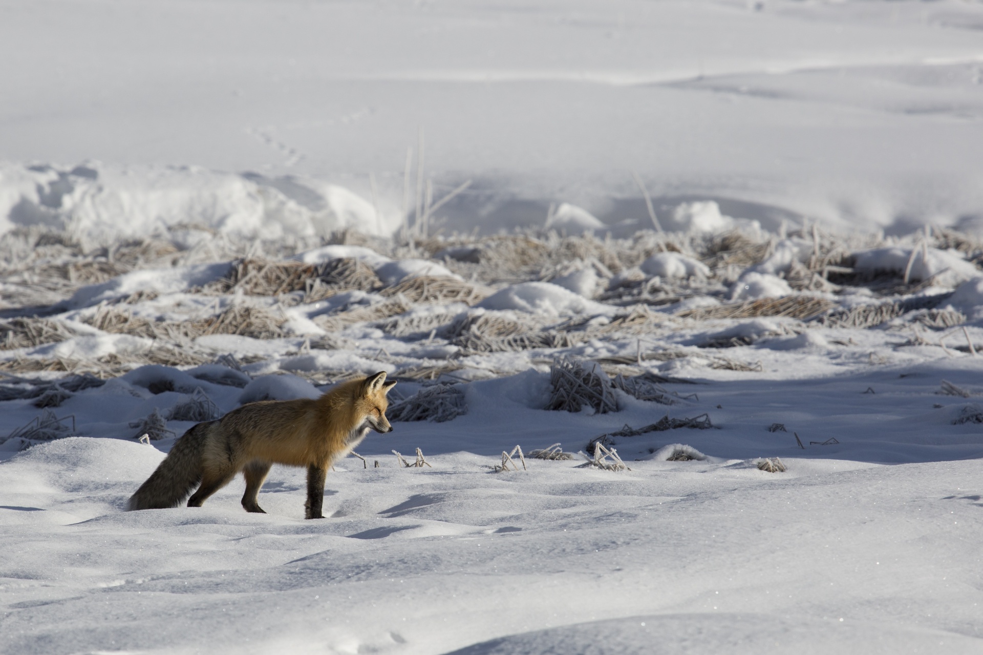 red fox snow winter free photo