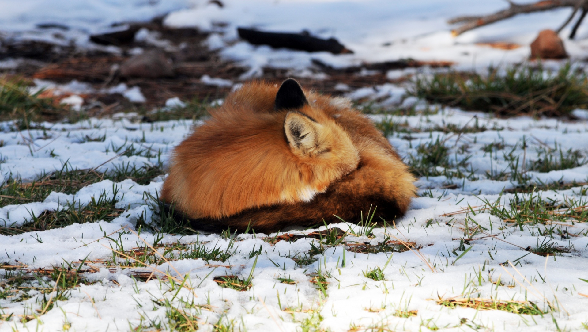fox red fox sleeping free photo