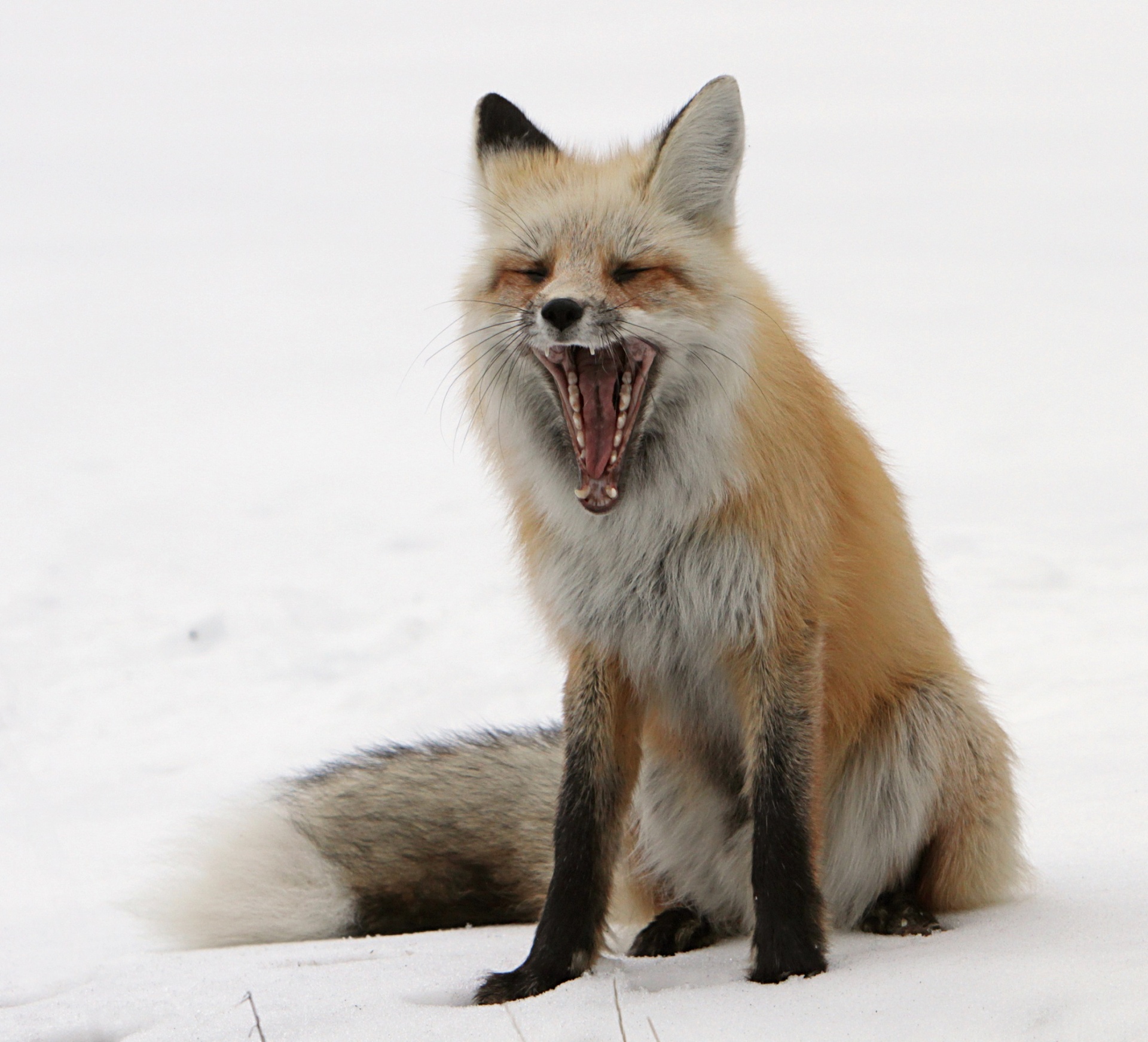 red fox wildlife snow free photo