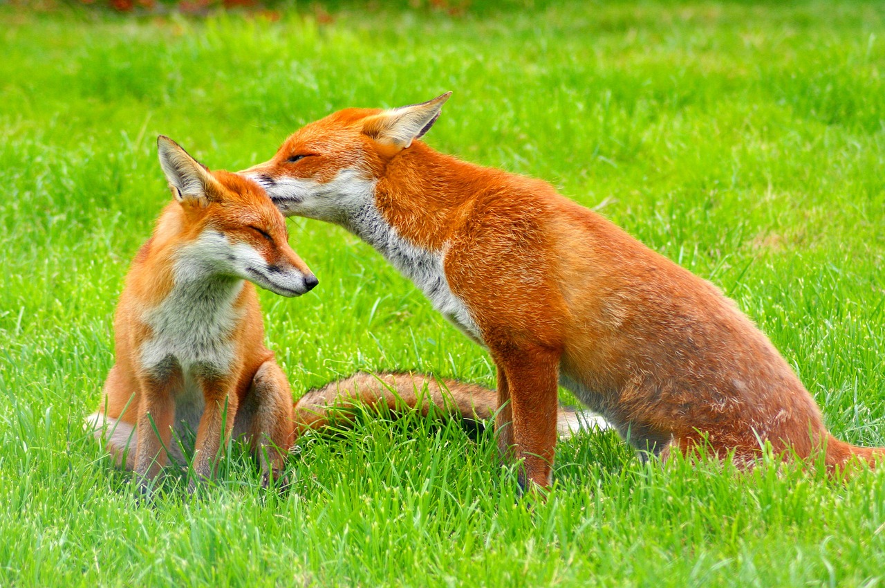 red foxes  wildlife  nature free photo