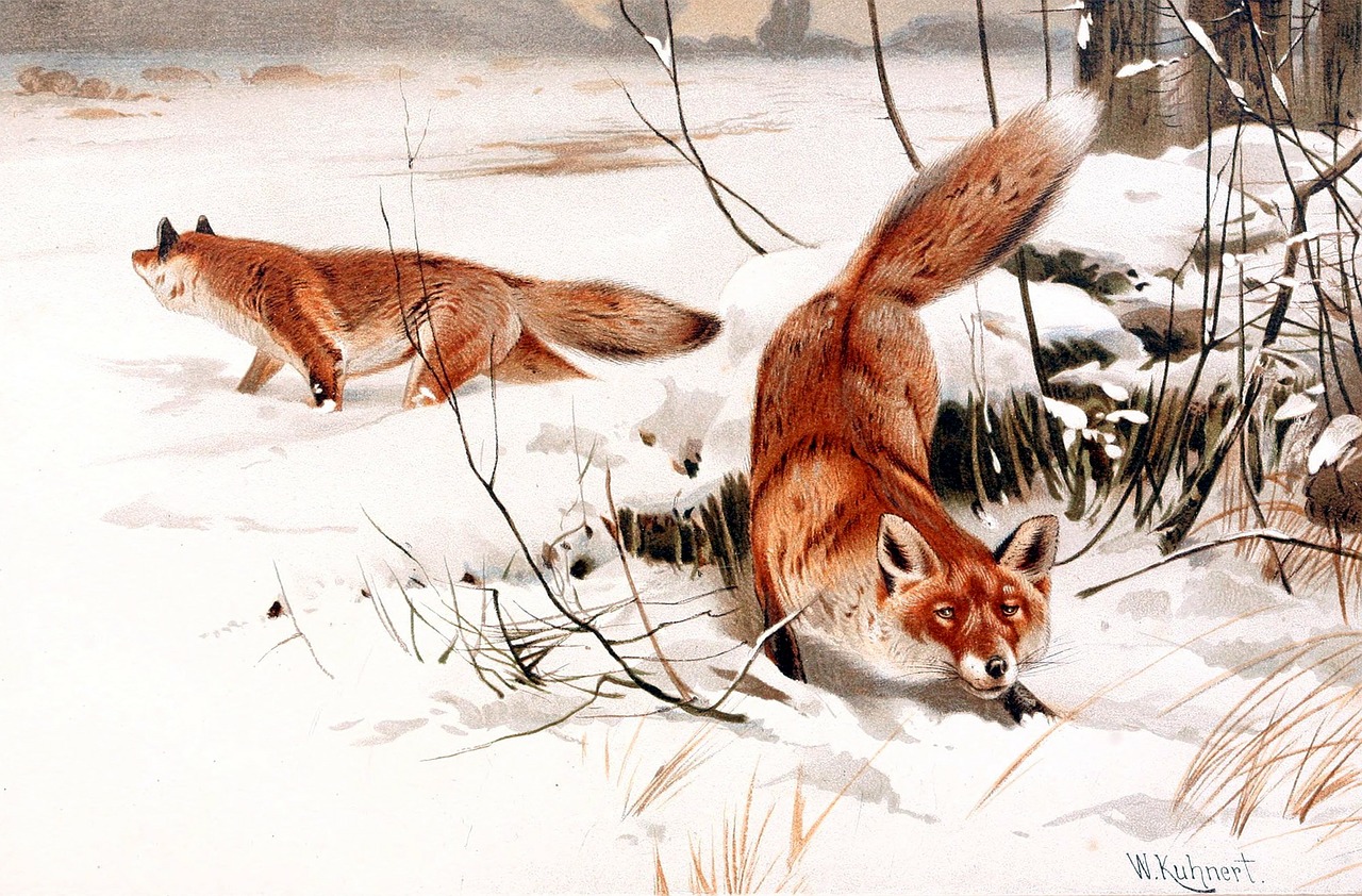 red foxes foxes predator free photo