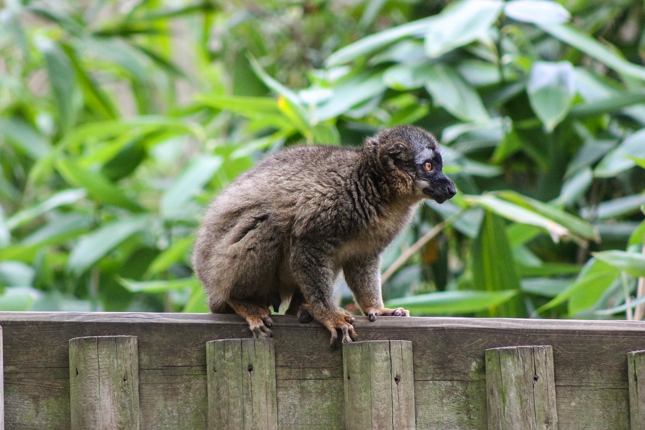 red-fronted lemur  lemur on fence  lemur free photo