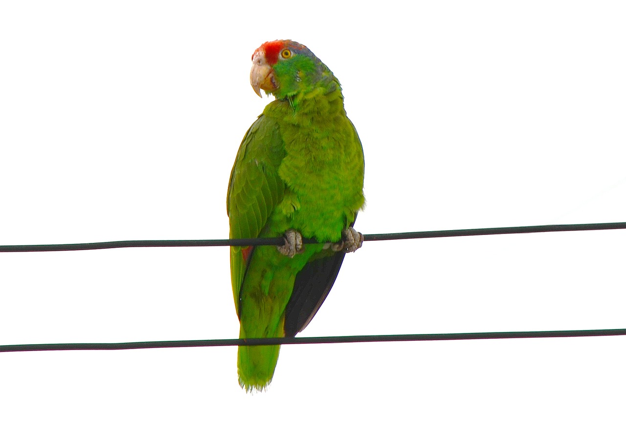 red-fronted macaw parrot ara free photo