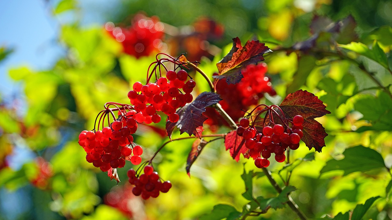 red fruits berries berry red free photo