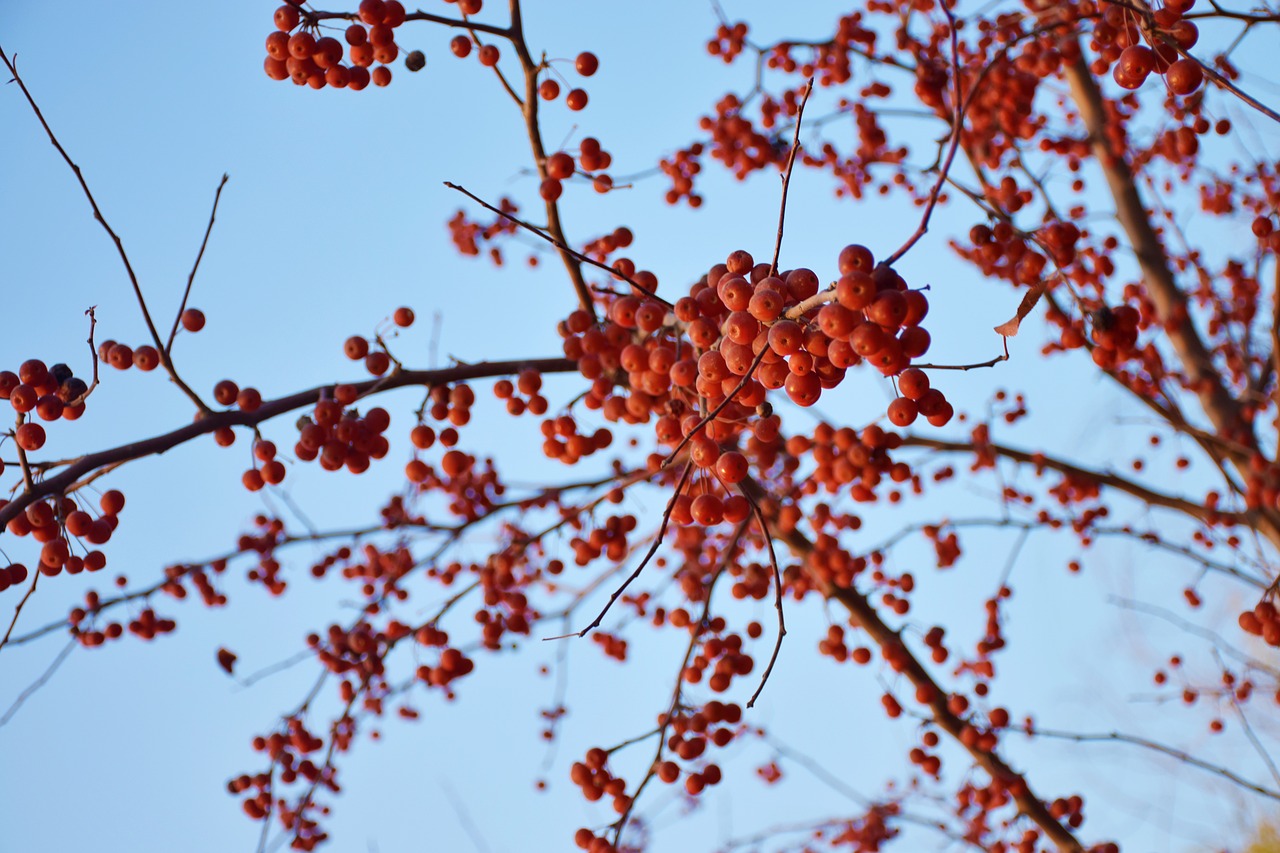 red fruits  plant  fruit free photo