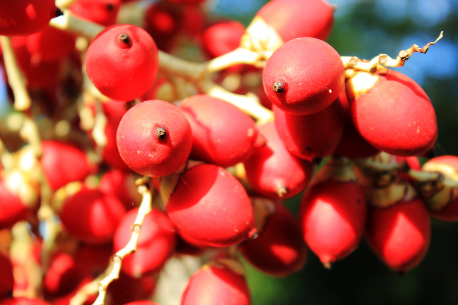 red red fruits round fruits free photo