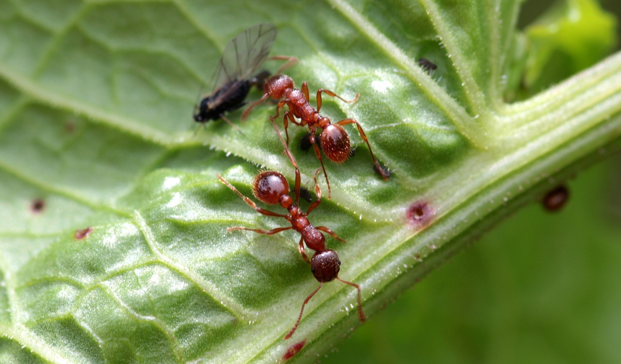 red garden ant myrmica rubra worker inside free photo