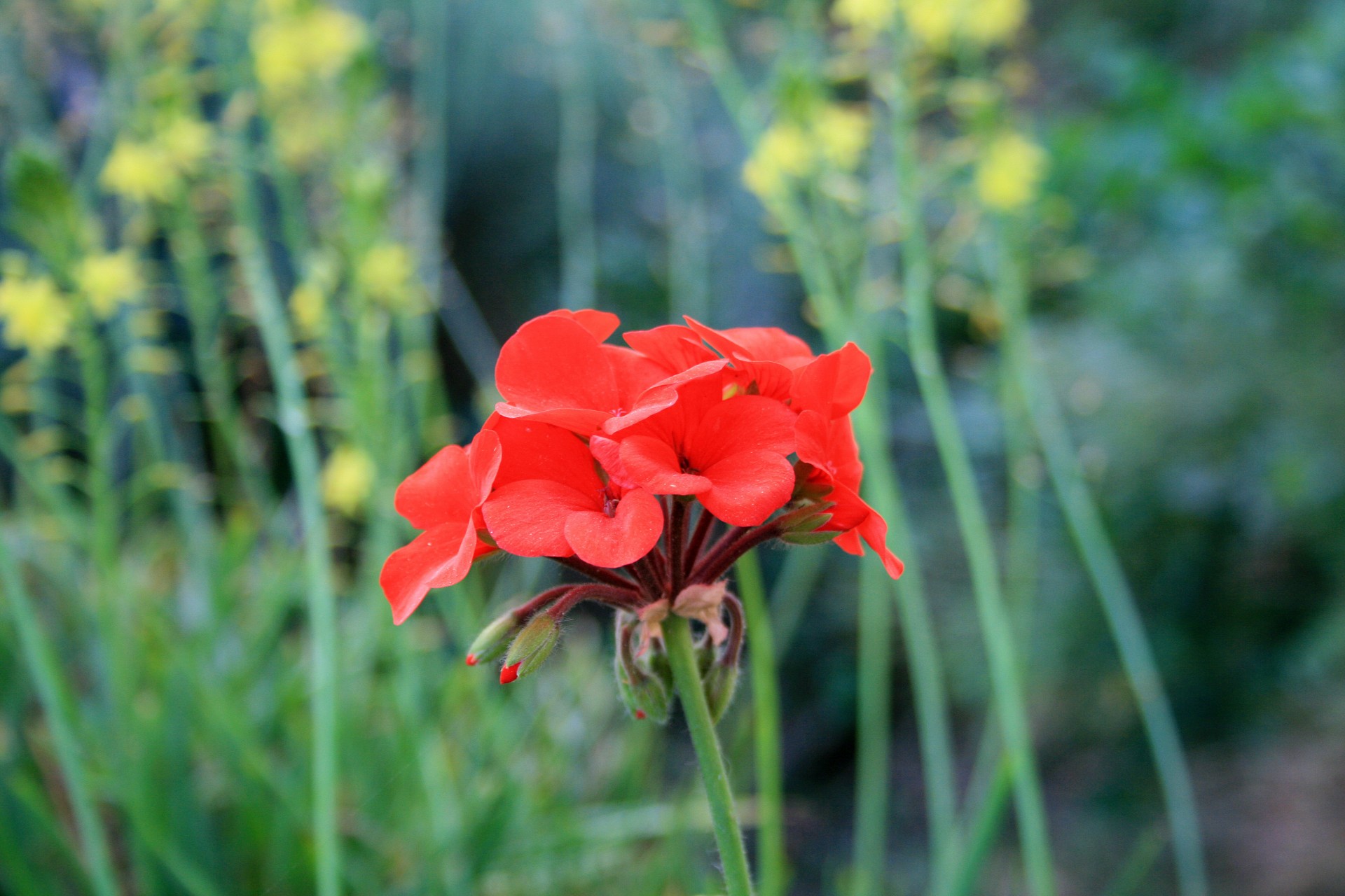 flower red geranium free photo
