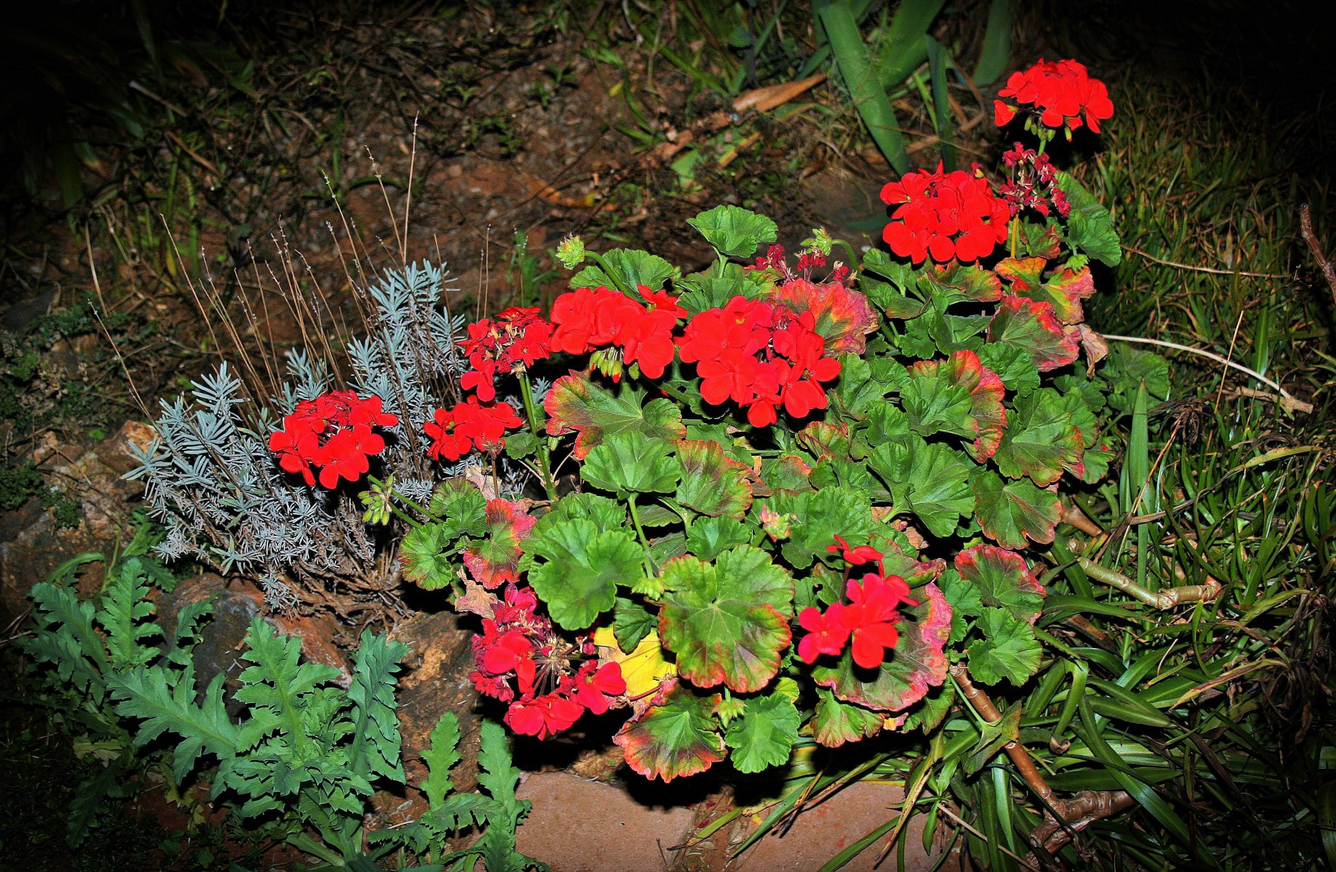 garden plant flower free photo