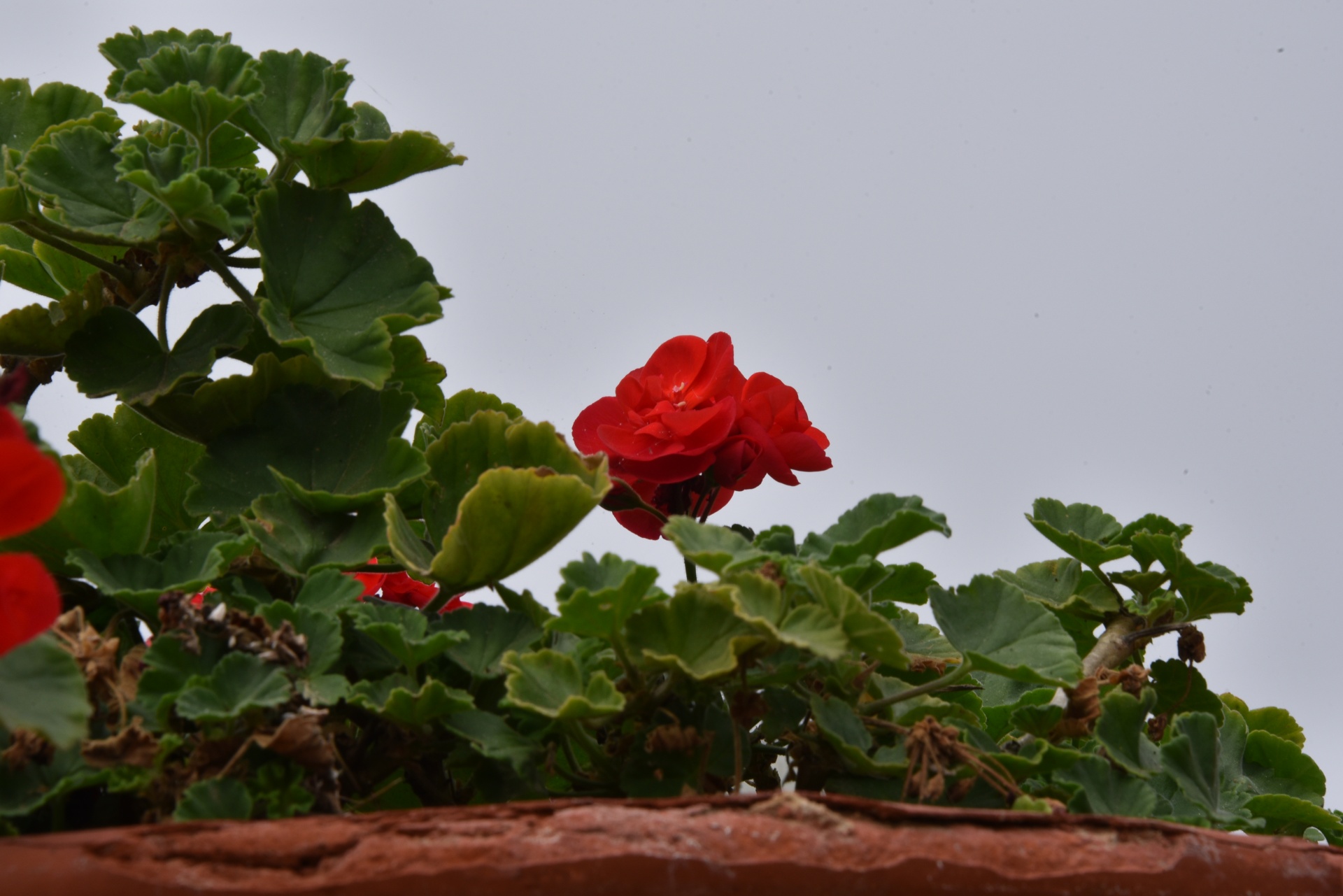 red geranium pot free photo