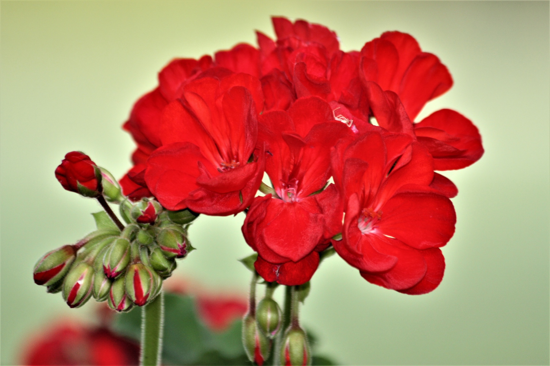 Пеларгония с красными цветами фото и названия