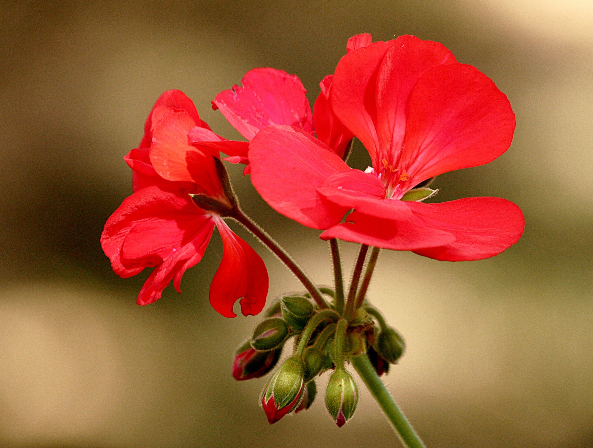 nature flowers red free photo