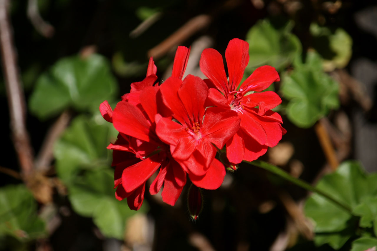 geranium flower bloom free photo