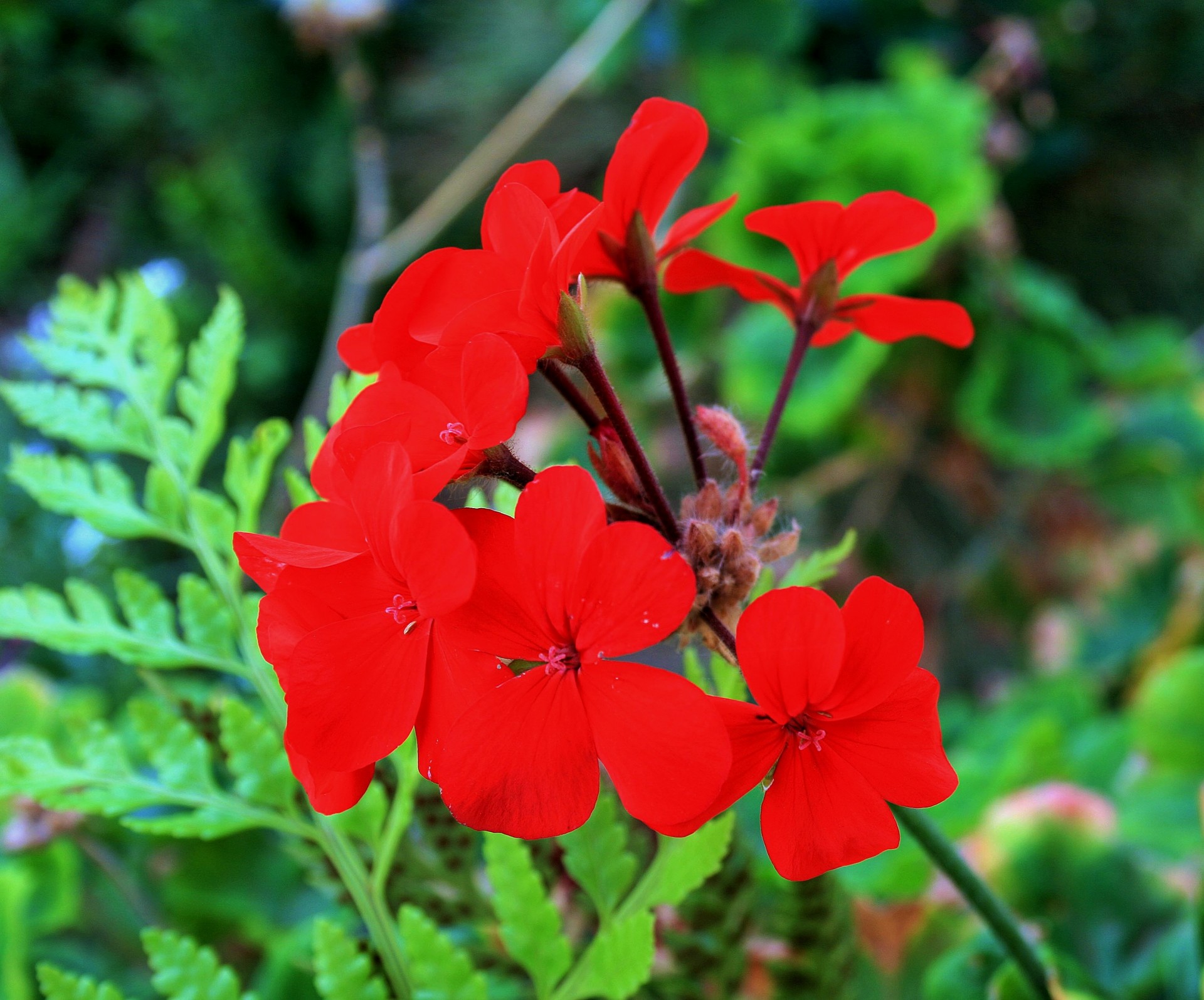flower red bright free photo